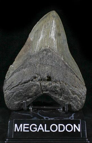 Large Fossil Megalodon Tooth - South Carolina #24449